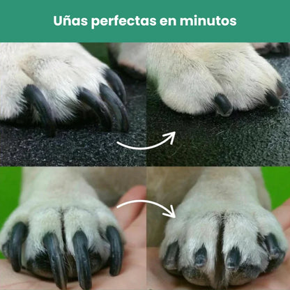 SafePaws